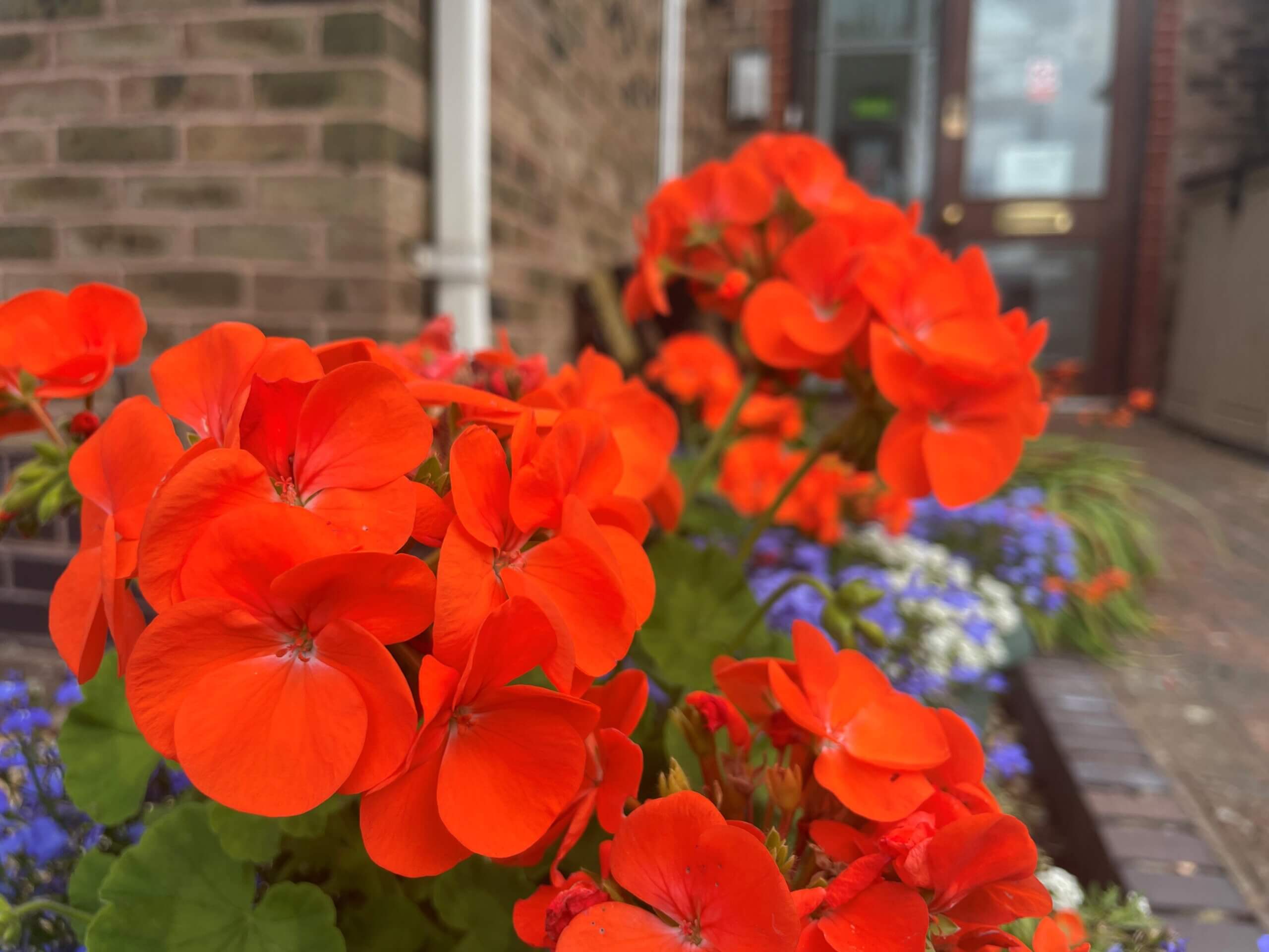 Bright orange floweres in full bloom outside the Old School House.